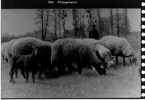 Moutons de l'IPES de Saint-Maurice