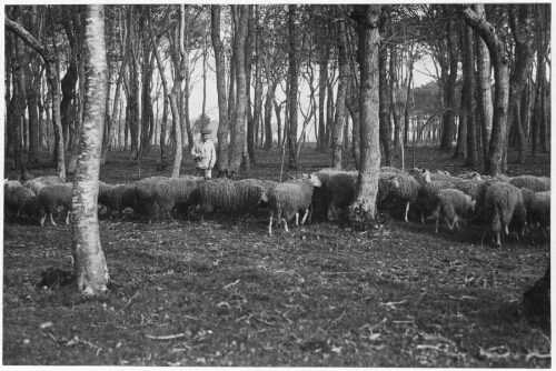 Moutons de la maison d'éducation surveillée de Belle-Ile-en-Mer (2)