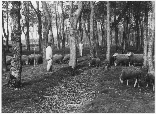 Moutons de la maison d'éducation surveillée de Belle-Ile-en-Mer