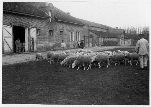 Moutons de la maison d'éducation surveillée de Saint-Maurice