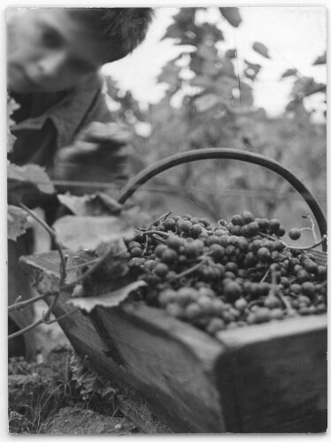 Récolte du raisin à l’IPES de Saint-Maurice (2)