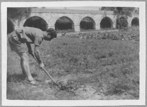 Culture dite « vivrière » à l’IPES d’Aniane (2)