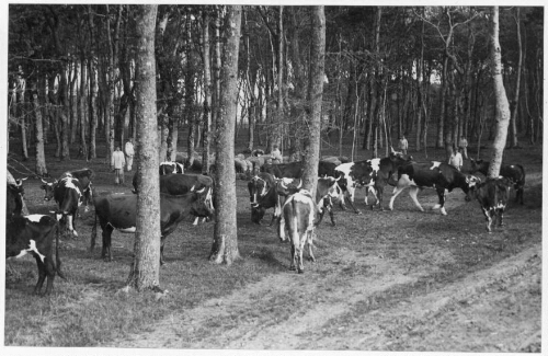 Vaches et de moutons de la maison d'éducation surveillée de Belle-Ile-en-Mer