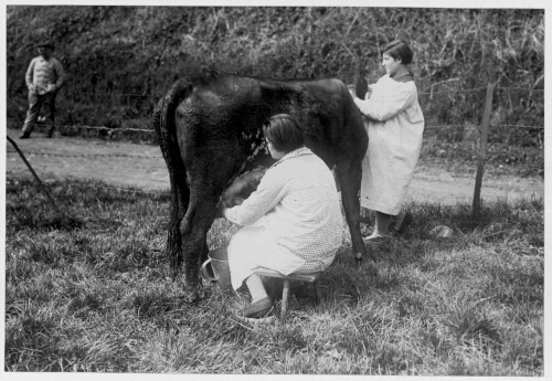 Traite des vaches de l'école de préservation de Doullens (4)