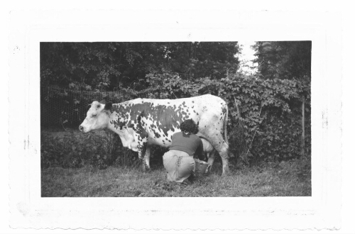 Traite d’une vache à l’IPES de Brécourt