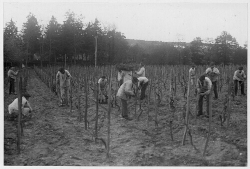 Vignobles de la ferme de Boulard de l'école de réforme de Saint-Hilaire
