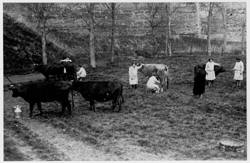 Traite des vaches à l'école de préservation de Doullens (2)