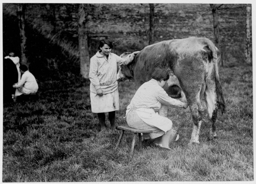 Traite des vaches de l'école de préservation de Doullens (3)